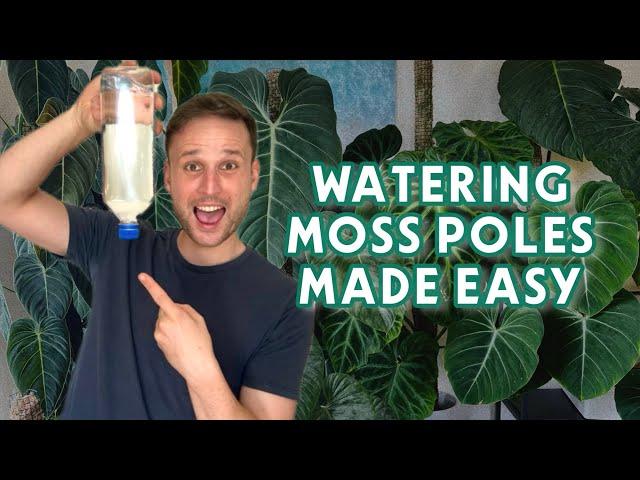 HOW TO KEEP YOUR MOSS POLES MOIST - watering tips & tricks