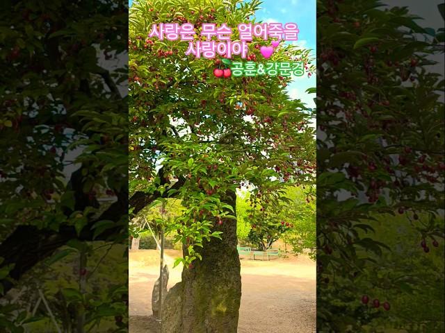 사랑은 무슨 얼어죽을 사랑이야 #강문경 #공훈  #불타는장미단 #트로트