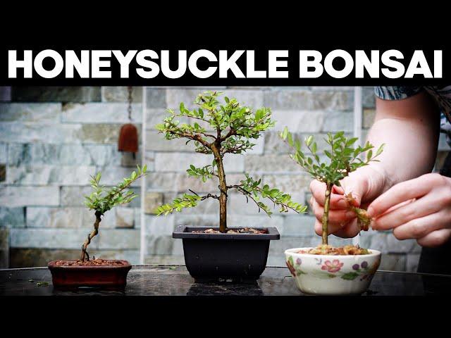 How to Make Bonsai from a Honeysuckle*EASY*