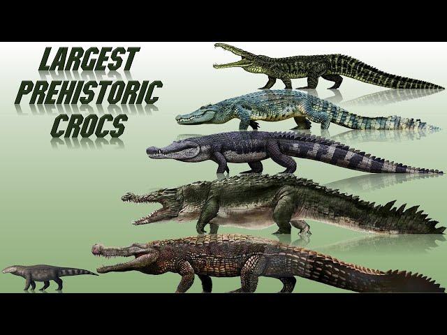 10 Biggest Prehistoric Crocodiles Ever Discovered (2021)