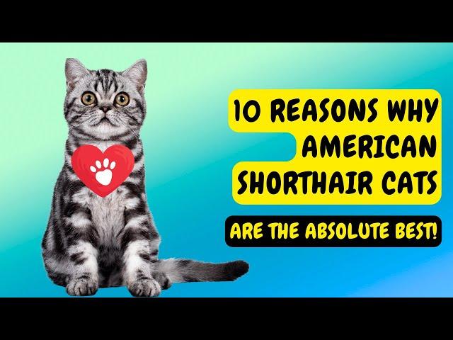 10 Reasons Why American Shorthair Cats are the Absolute BEST!