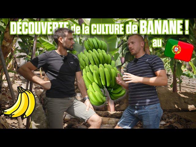  BANANE sur L'ILE DE MADERE au PORTUGAL  + VACANCES 