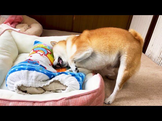 put dad's pillow on shibe's new bed