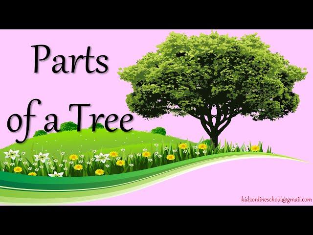 Tree || Parts of a Tree || Root || Stem || Trunk || Branch || Kids Science || EVS || Kindergarten ||