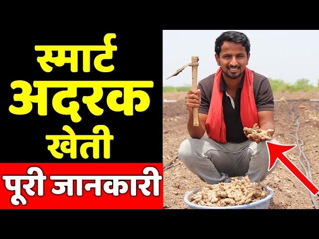 अदरक की खेती कब और कैसे की जाती हैGinger Farming in India | Ginger Cultivation | Indian Farmer