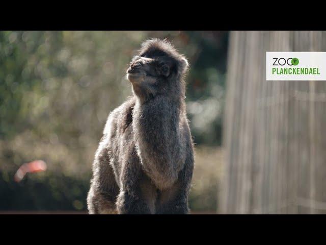 Deux nouvelles petites bosses au ZOO Planckendael : naissance du chameau Zanna