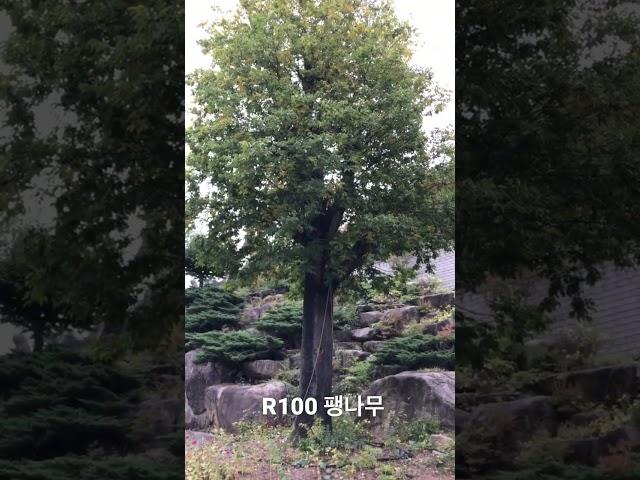 R100 팽나무 특수목 010-9315-8804
