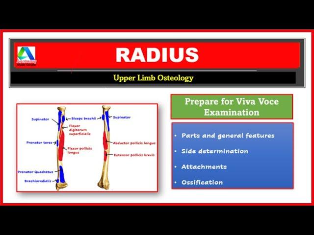 Radius | Radius Bone Anatomy | Parts, side determination, muscle attachments | [Simplified]