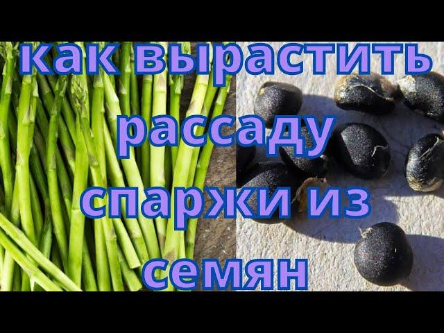 Как вырастить рассаду спаржи из семян