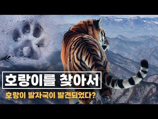 한국 호랑이의 발자국이 발견되었다?  | 한국 야생 호랑이를 찾아서