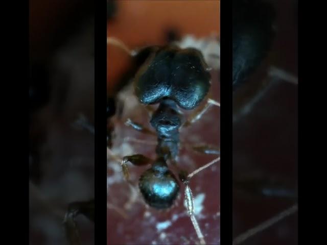 pheidole sp from Africa  Муравьи феидоле пробуют сырое мясо