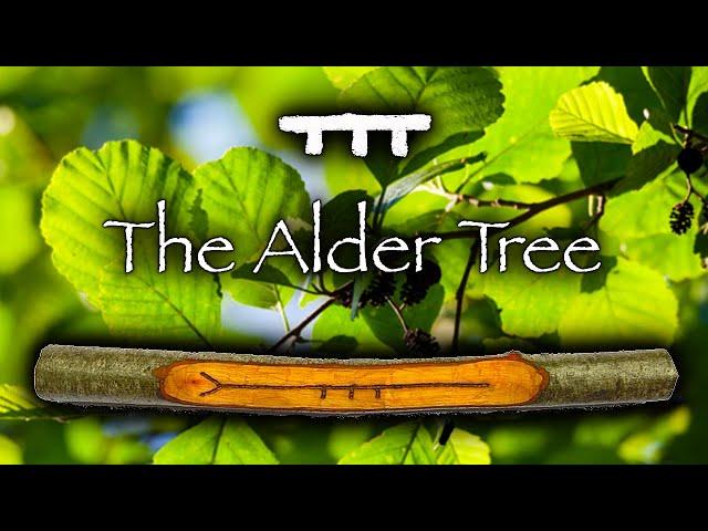 Alder | Mythology, Folklore and Magic of the Alder Tree (Fearn)