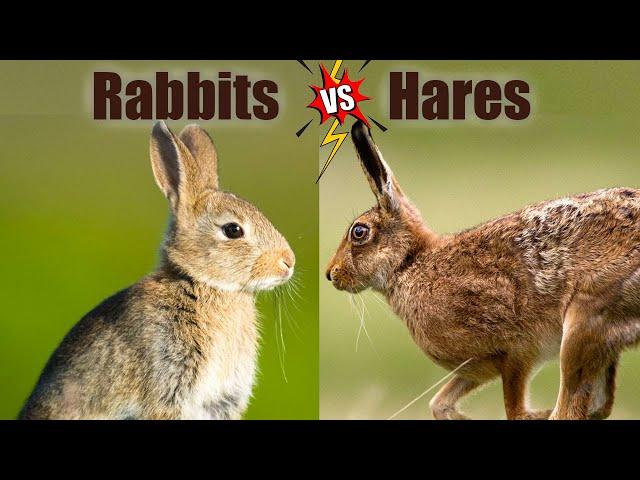 Rabbits VS Hares: The Differences!