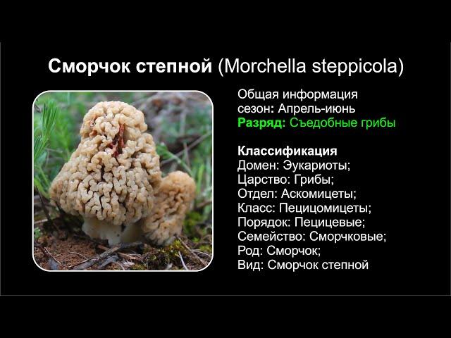 Сморчок степной (Morchella steppicola)