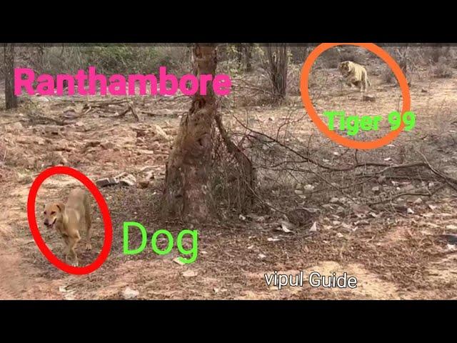 Most Rare Tiger Attacking Dog but he Escaped. Aishwarya T99 try to catch Dog