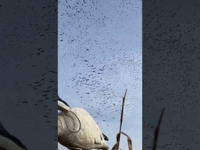 Giant Snow Goose Spin!!