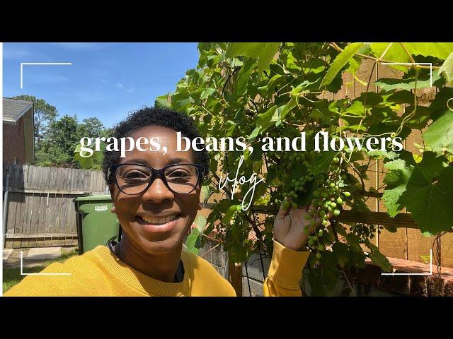 It’s almost time to harvest the GRAPES and the GREEN BEANS are growing too #livinglifewithlon