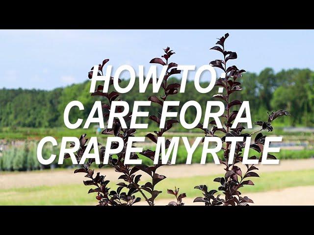 How to Care for Crape Myrtle Trees in the Home Landscape