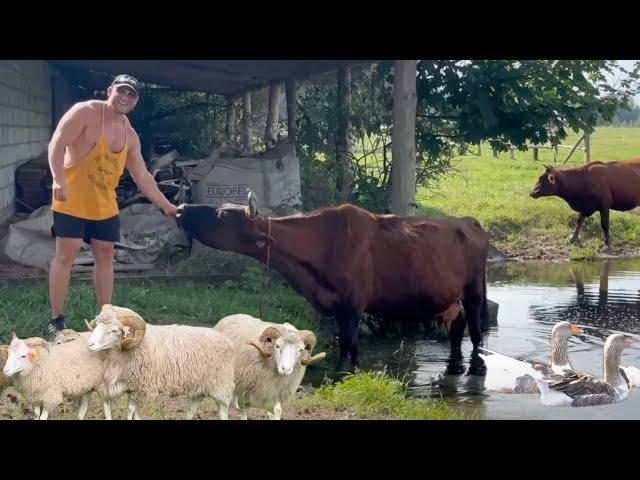 Agroturystyka u P. Kuśnierz Bydło RP i Hucuły