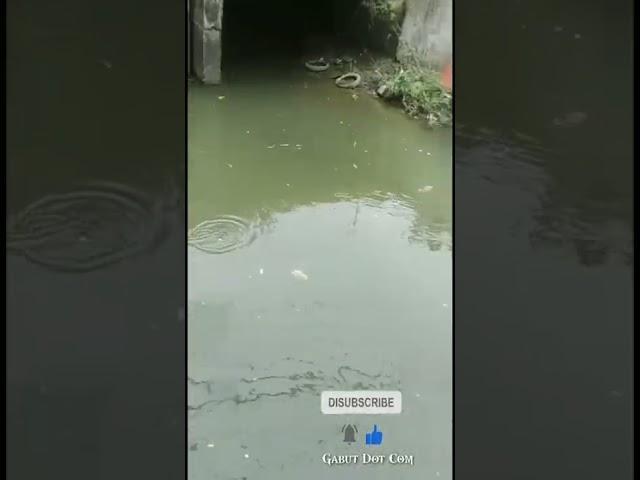 #mancingmania #mancingwader #mancingikan #mancing