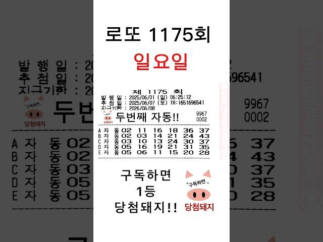 로또 1175회 일요일 첫자동!! #당첨돼지