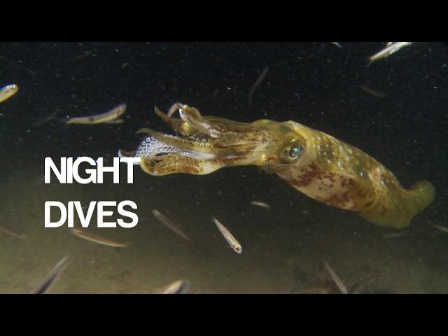 It's more fun in the Philippines  - Philippine Dive Holidays