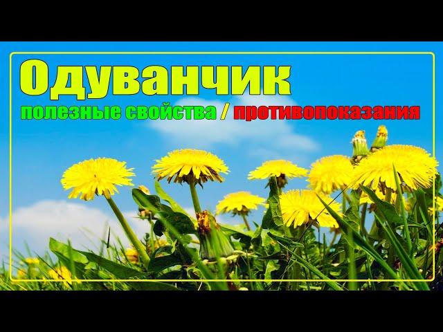 Одуванчик: полезные свойства и противопоказания | Одуванчик: польза и вред | Лекарственные растения