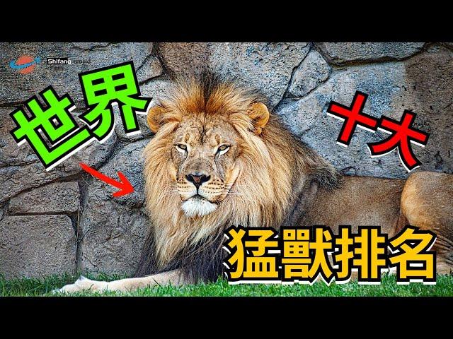 世界十大最兇猛動物排名，冠軍是它，真的讓人意想不到#十方世界  #世界 #奇聞 #冷知識#國家#世界排名#top