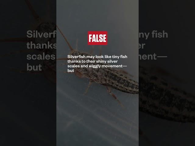 Are silverfish actually fish???  #fish #insects #entomology #pest #facts
