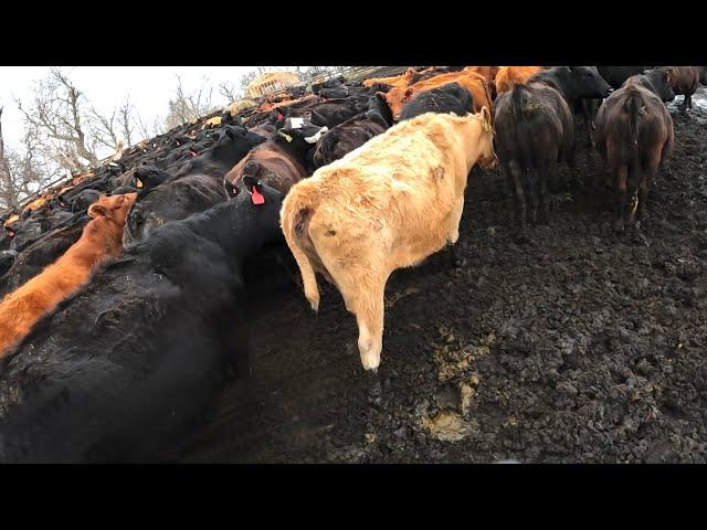 Sorting EVERY Cow We OWN!