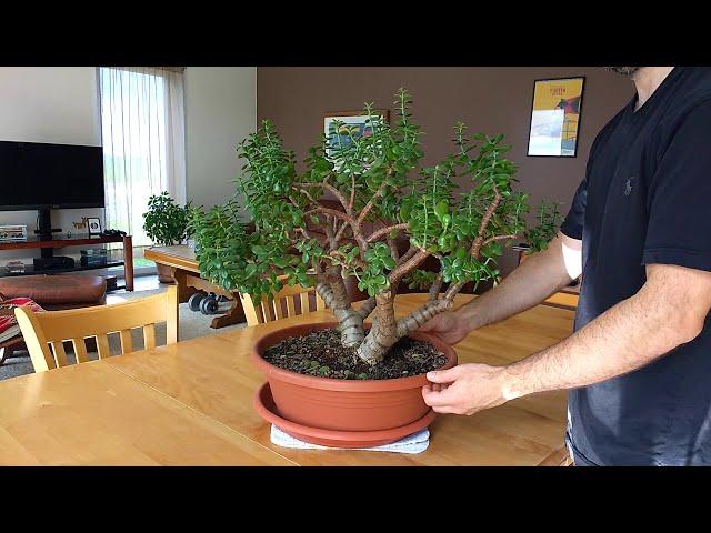 Pruning jade plants (crassula, money plant)