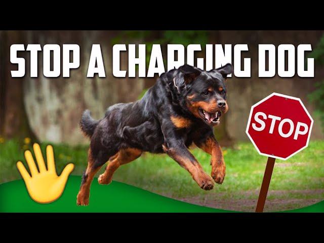 How to Stop a Charging Dog (MUST WATCH)