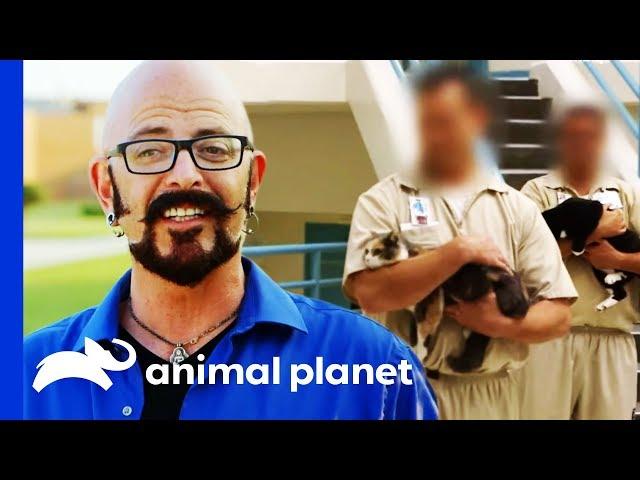 Animal Program Saves Hundreds Of Lives In This Prison | My Cat From Hell