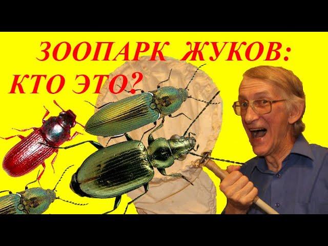 Зоопарк Жуков - Жукариум. Вам Интересно? Какие Жуки Обитают в Большом Городе? Кто Это?