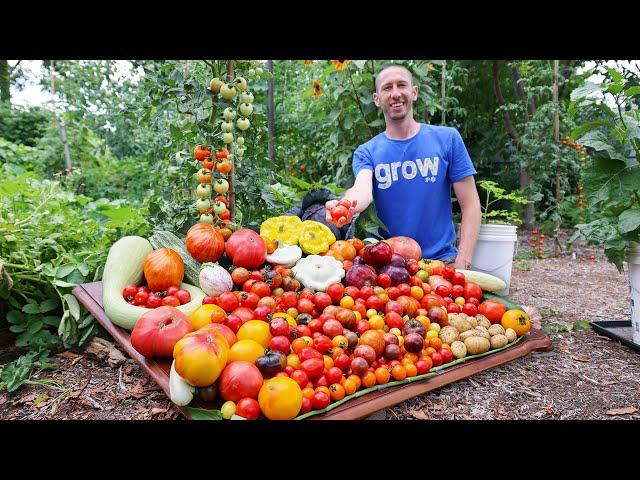 Massive Summer Garden Harvest 2023, Backyard Organic Gardening at it's Best!