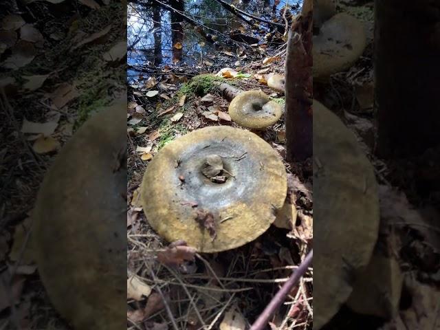 Lactarius necator o turpis