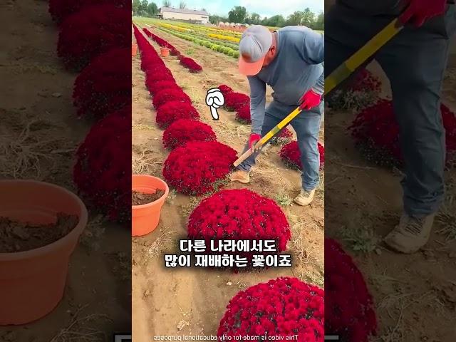 밭에는 왜 이렇게 많은 꽃들이 자랄까요?