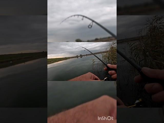 Щука #риболовля #fishing #carpfishing #рибалка