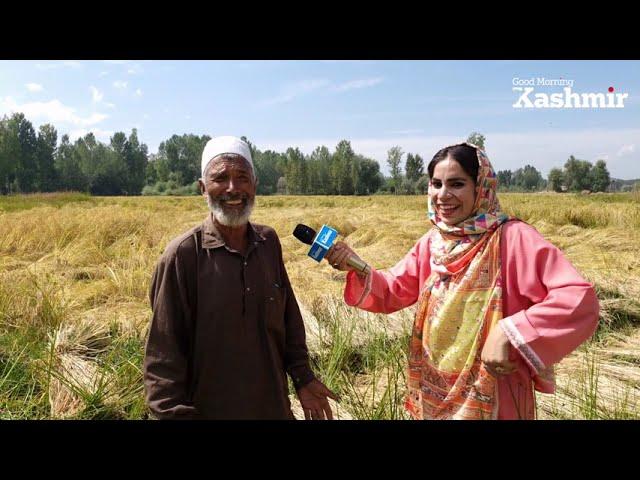 In Video: Kashmir’s Paddy Harvesting