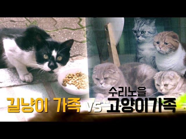 SURI&NOEL Cats vs Street Cats Family [SURI&NOEL]