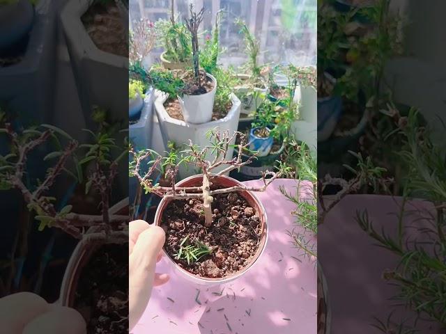 Pruning portulaca flower #shortvideo #howtogrowportulaca #floweringplant #gardenflower #bonsai