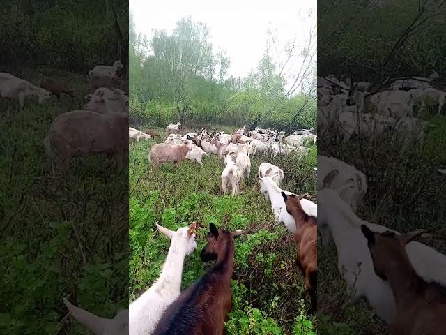 КОЗЬЯ ФЕРМА В СИБИРИ