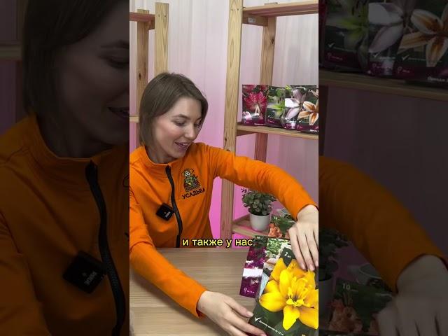 Как должна выгулять здоровая луковица и на что обратить внимание про покупке?
