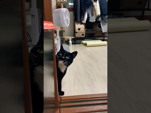 냥아치 #턱시도냥이#냥아치#쇼츠