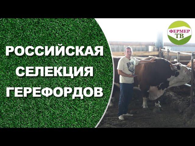 Российская селекция Герефордов