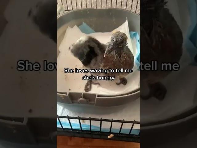 Person Rescues And Saves Pigeon - 1368867