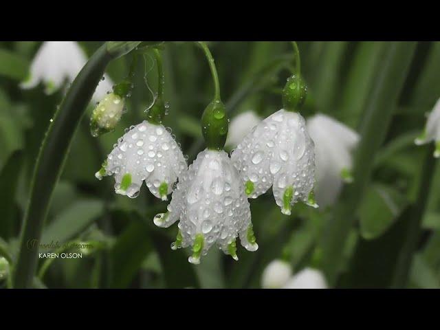 DROPLETS OF DREAMS - Karen Olson