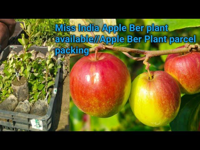 Miss India Apple Ber plant available//Apple Ber Plant parcel packing Contact 7029279400