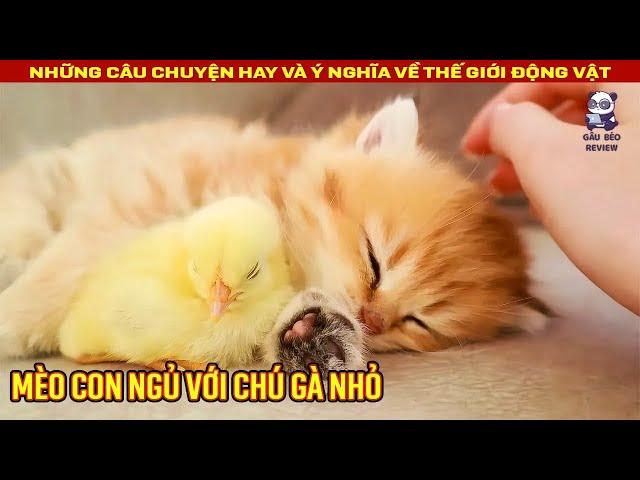 Mèo Con Không May Rơi Xuống Giếng May Mắn Được Chú Khỉ Giải Cứu || Review Con Người Và Cuộc Sống