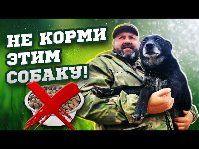 Чем нужно кормить собаку? ПОЧЕМУ ВЫ КОРМИТЕ СОБАКУ НЕПРАВИЛЬНО? СОВЕТЫ КИНОЛОГА по ПИТАНИЮ собаки.